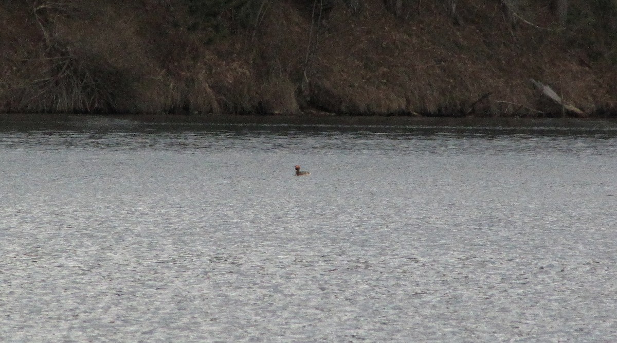 Horned Grebe - ML26988531