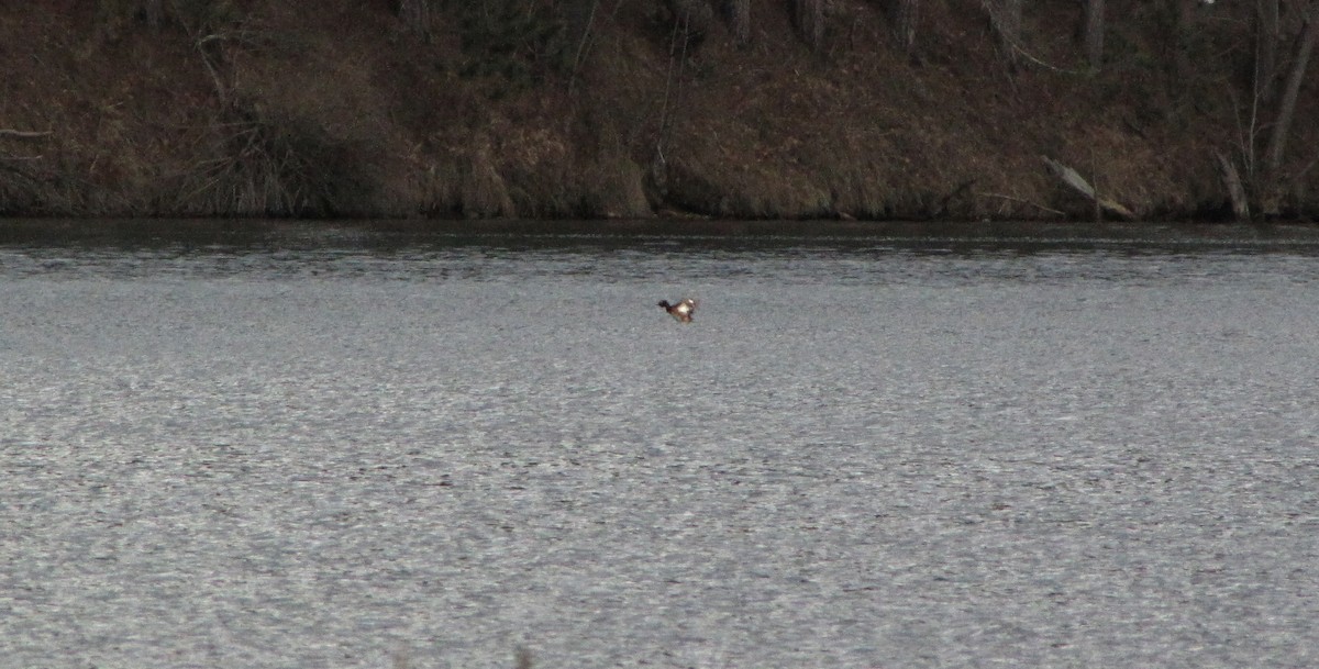 Horned Grebe - ML26988541