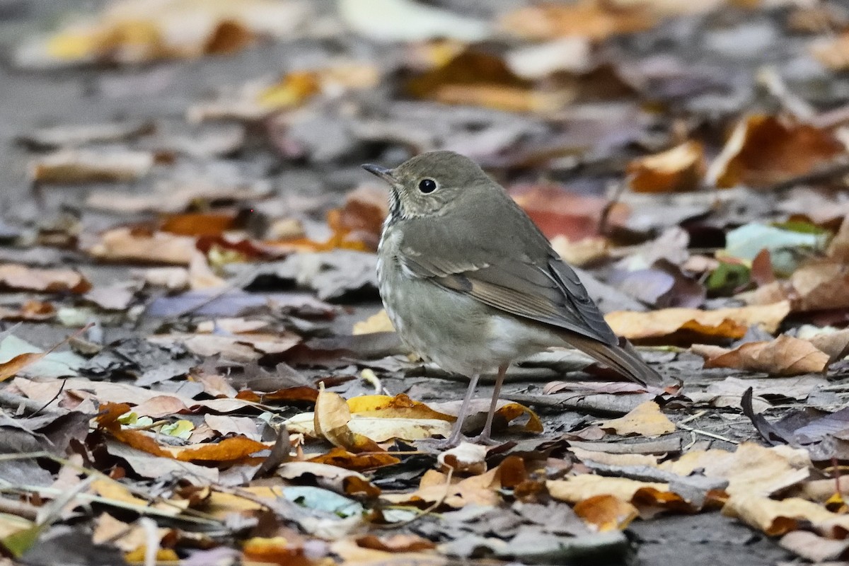 Hermit Thrush - ML269885651