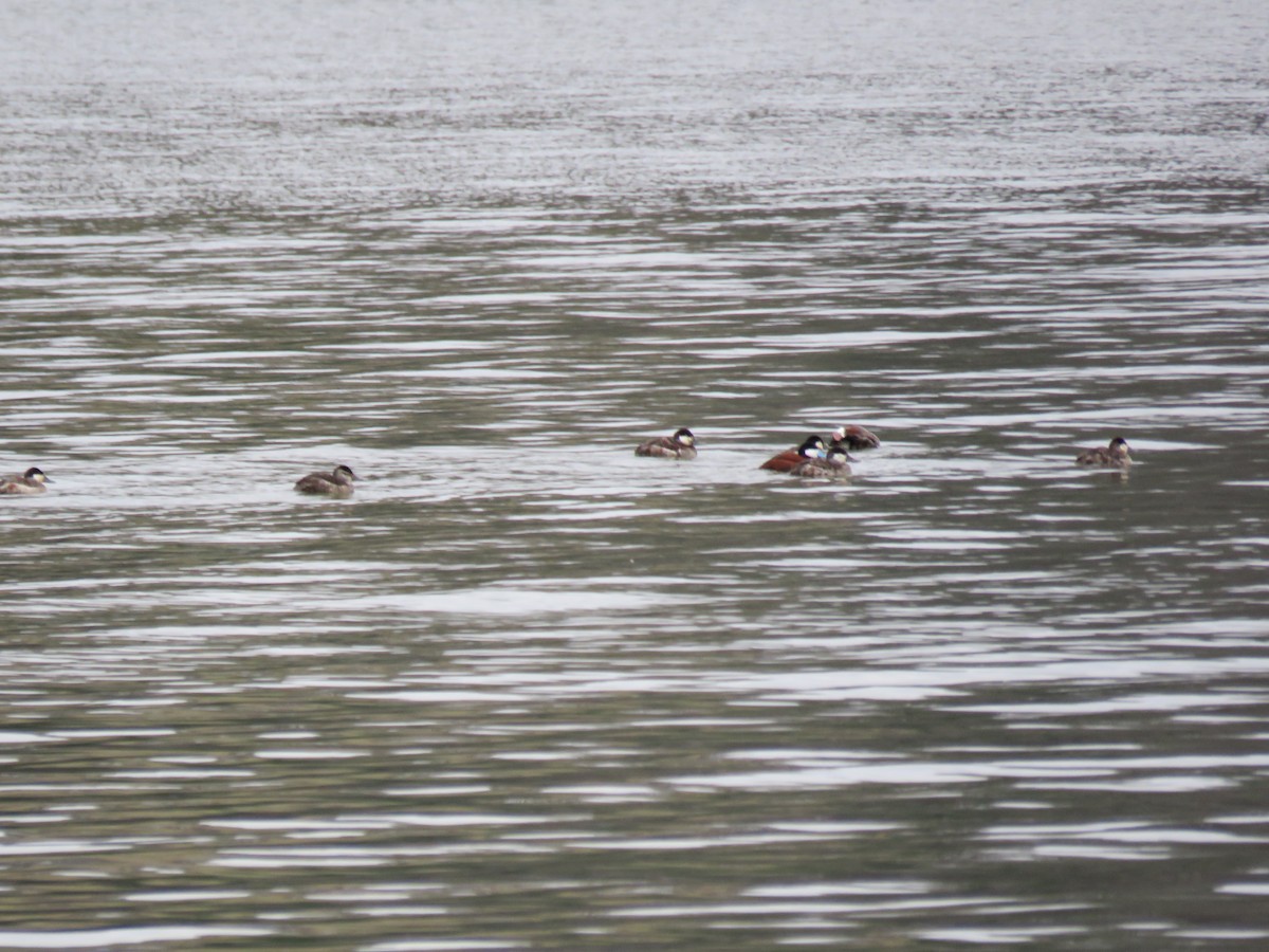 Ruddy Duck - ML26988651