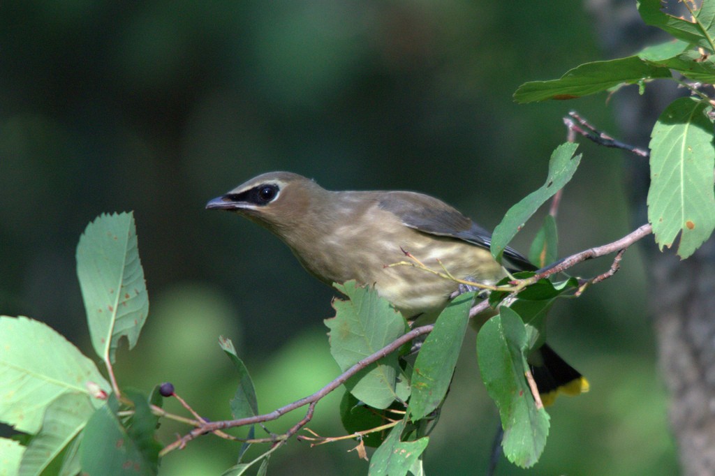 Cedar Waxwing - ML26988711