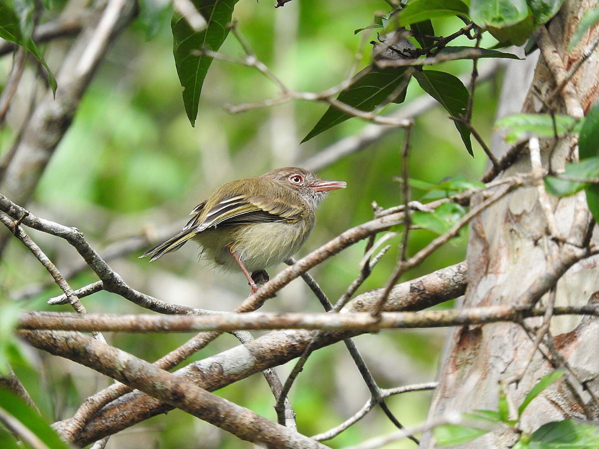 Pearly-vented Tody-Tyrant - ML269889931