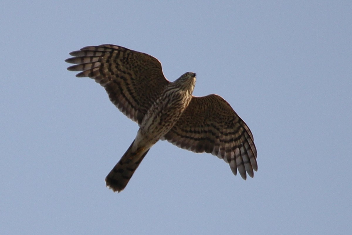 Sharp-shinned Hawk - ML269893391