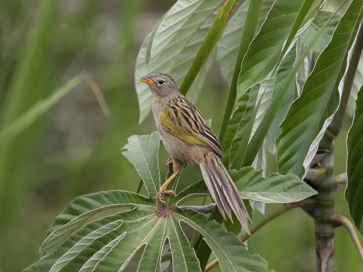 Wedge-tailed Grass-Finch - ML269896251