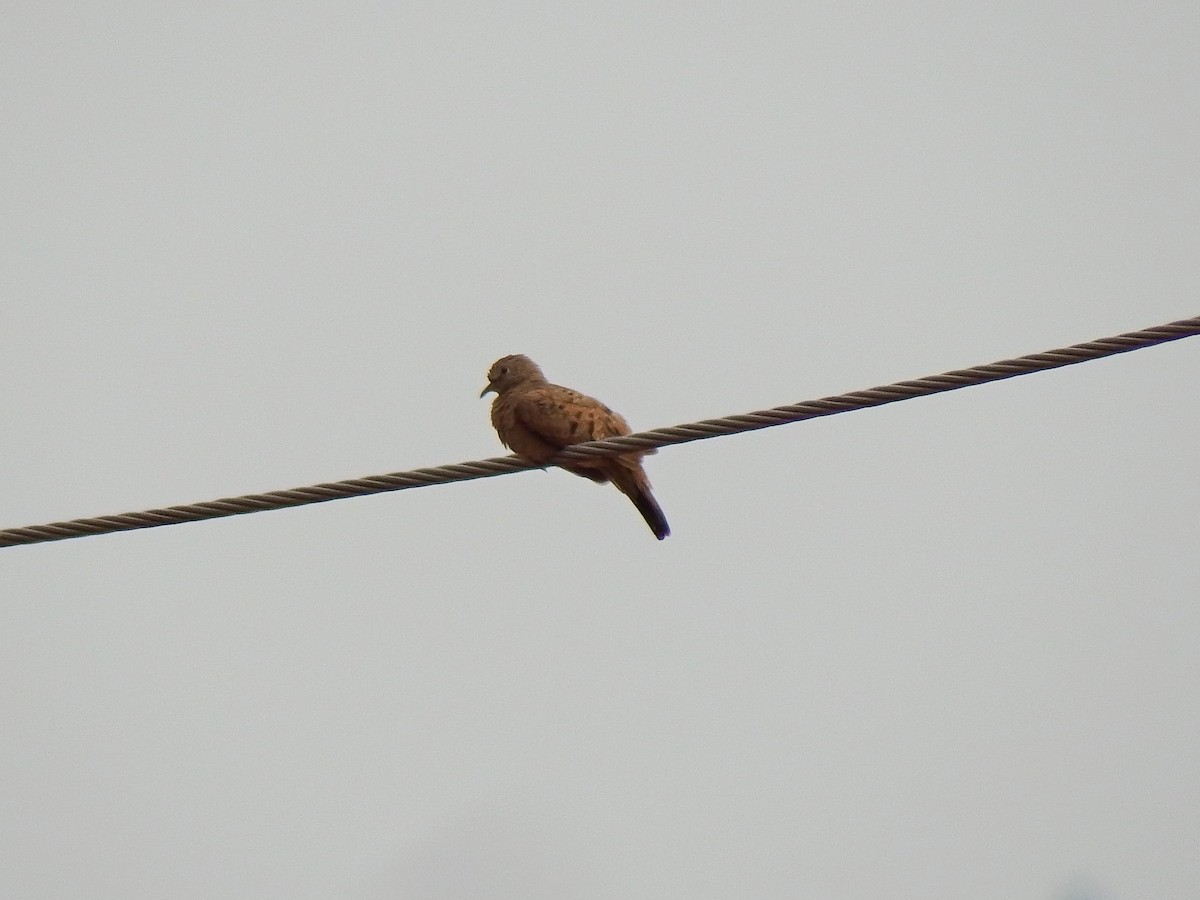 Ruddy Ground Dove - ML26989771