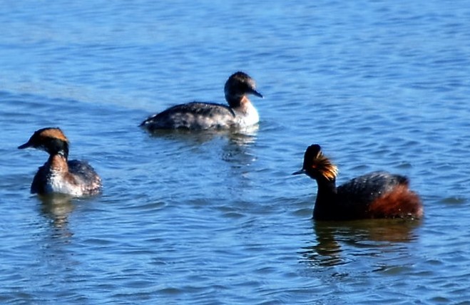 Eared Grebe - ML26989801