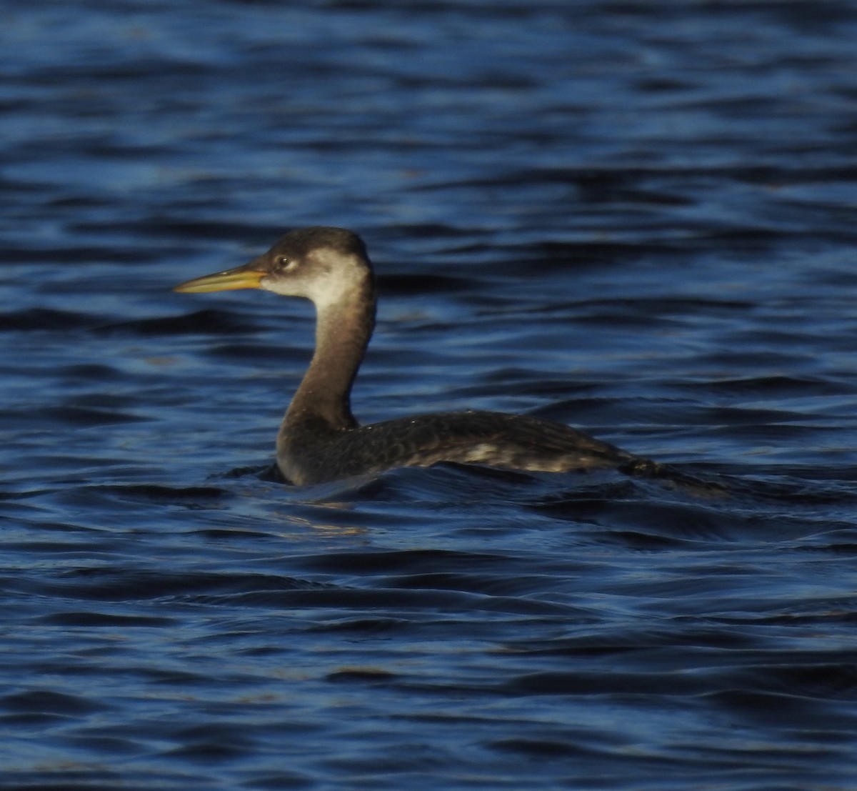 Red-necked Grebe - Elizabeth Stone