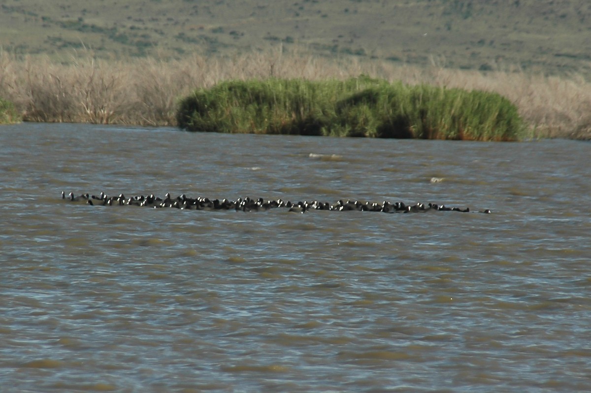 Red-knobbed Coot - ML269898411