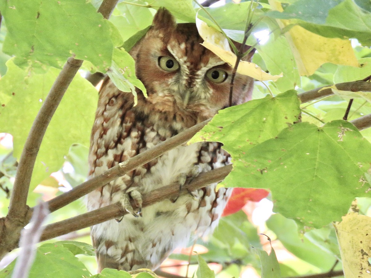 Eastern Screech-Owl (Northern) - Benjamin Murphy