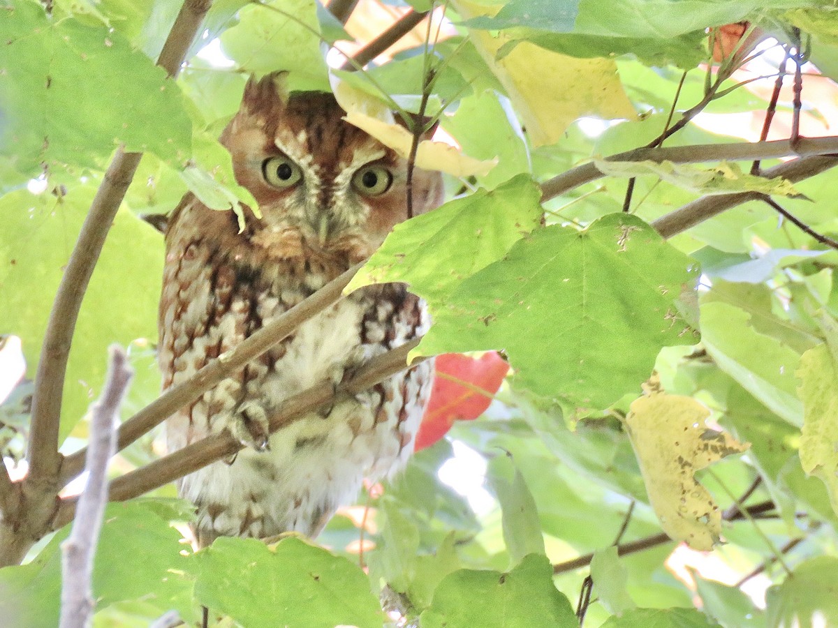 Eastern Screech-Owl (Northern) - Benjamin Murphy