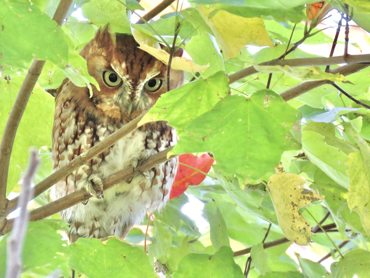 Eastern Screech-Owl (Northern) - ML269898611