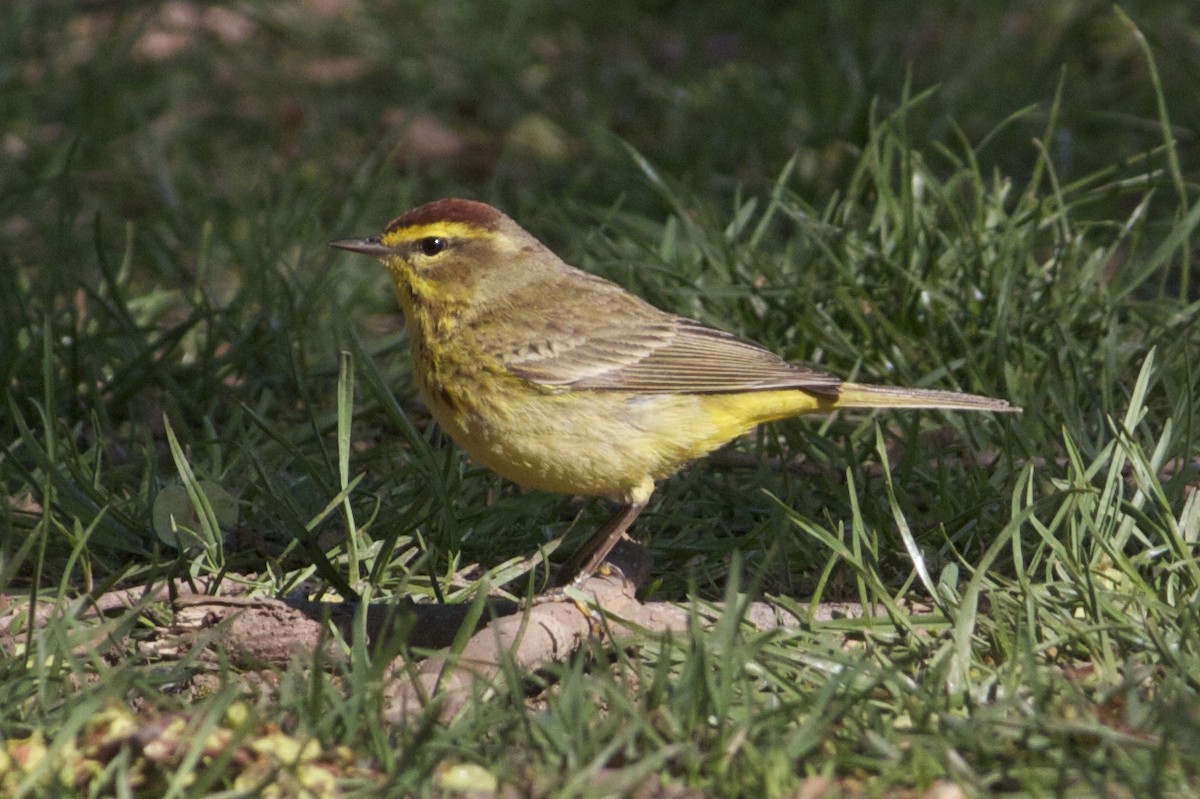 Palm Warbler - ML26990301