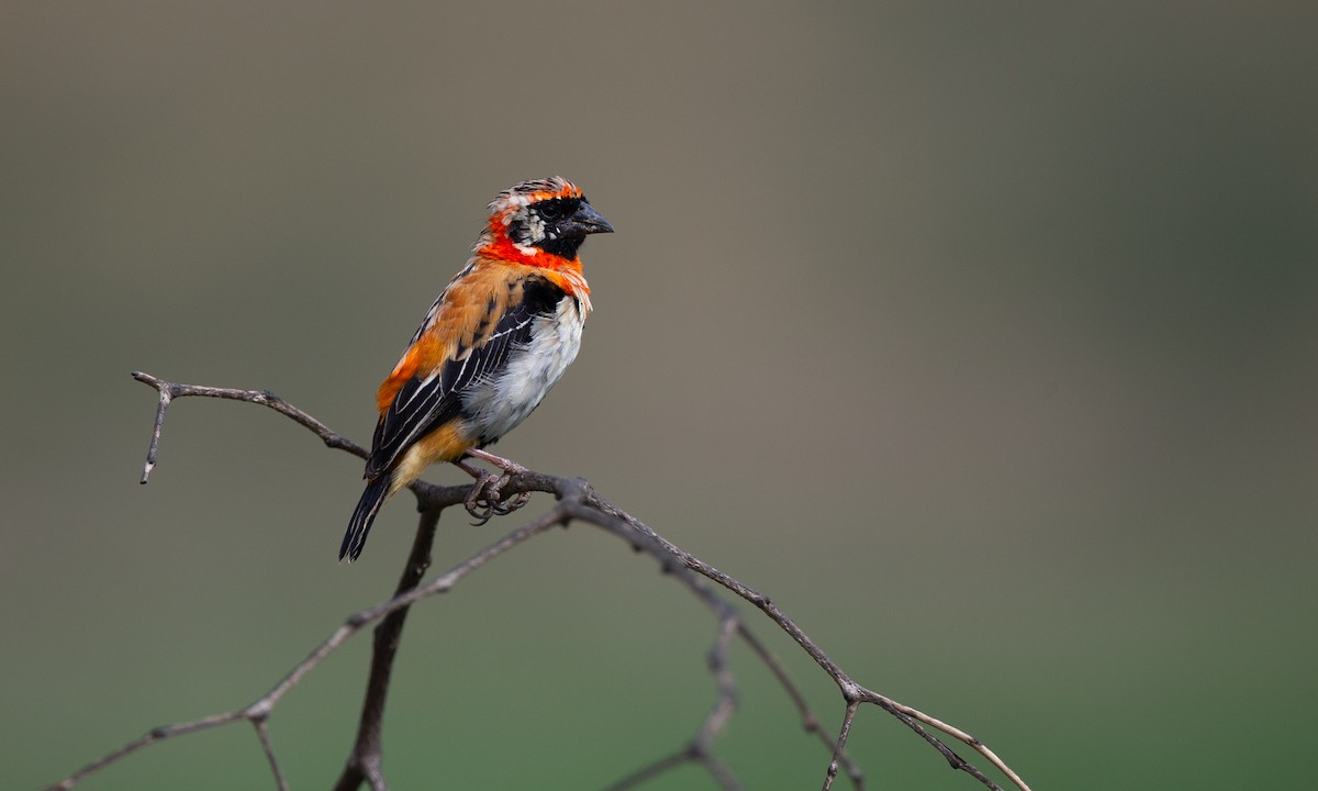 Black-winged Bishop - ML269905111