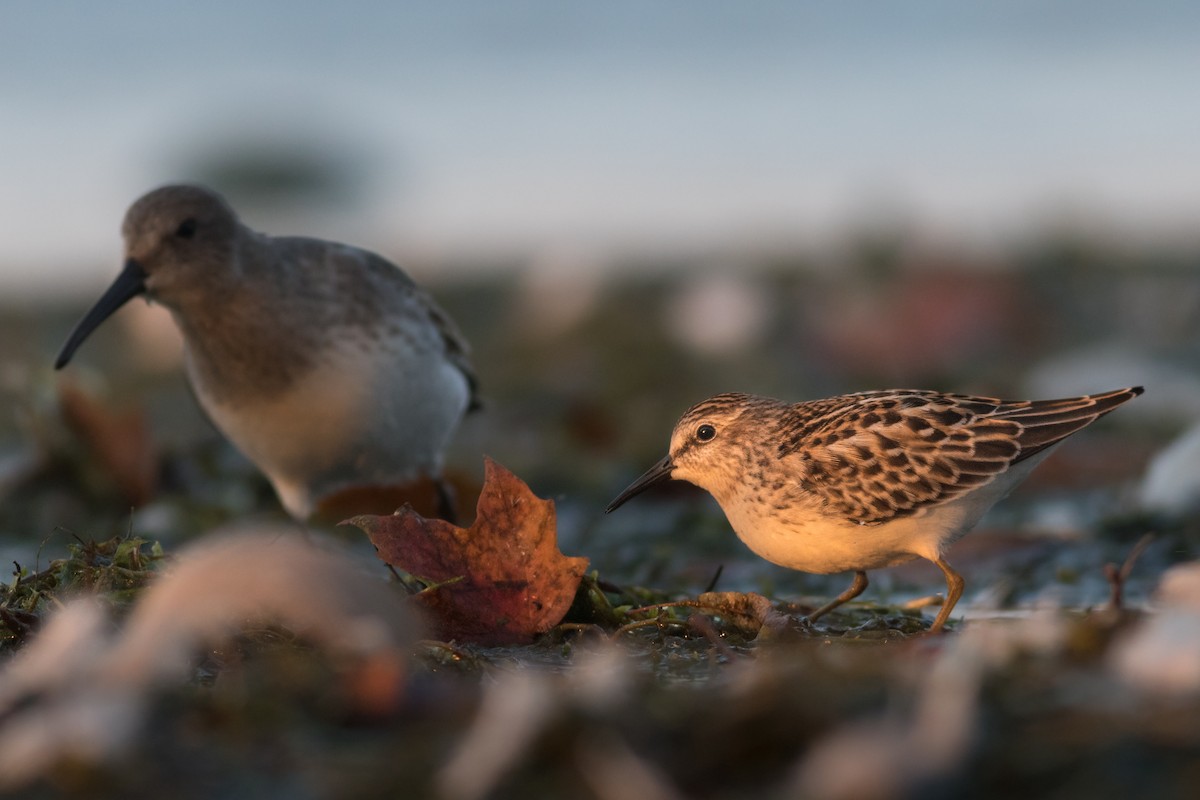 Least Sandpiper - Davey Walters