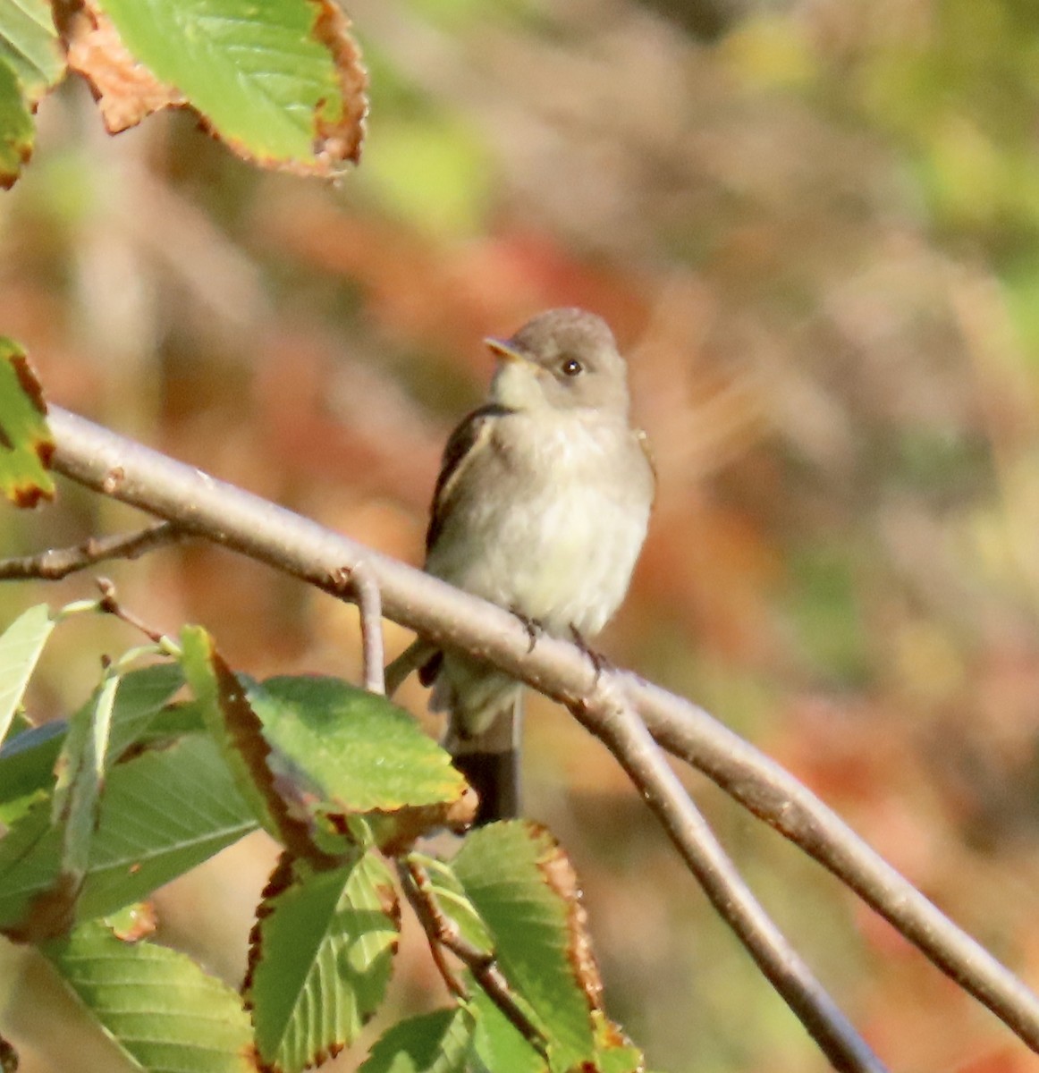 Eastern Wood-Pewee - ML269907191