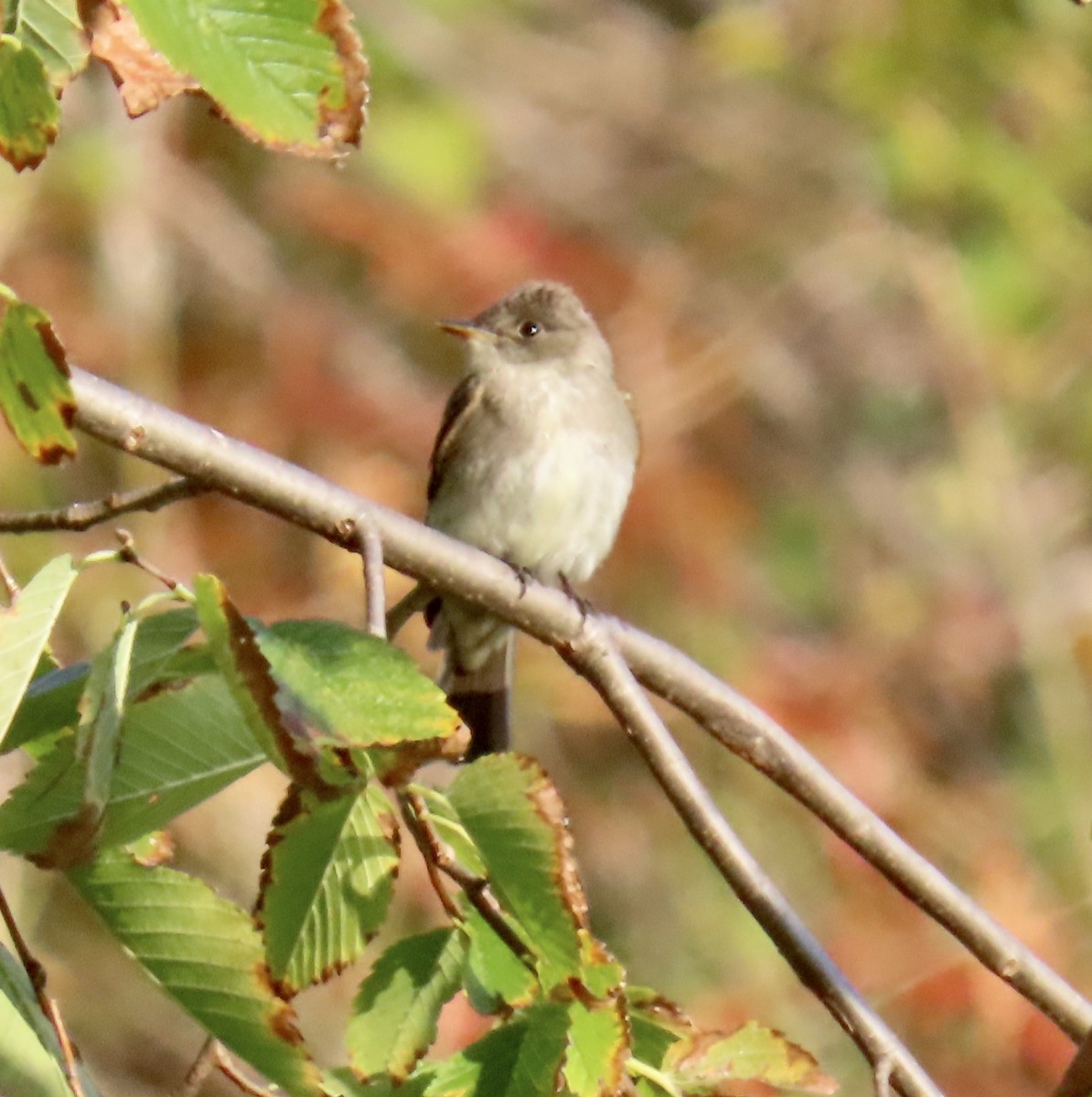 Eastern Wood-Pewee - ML269907251