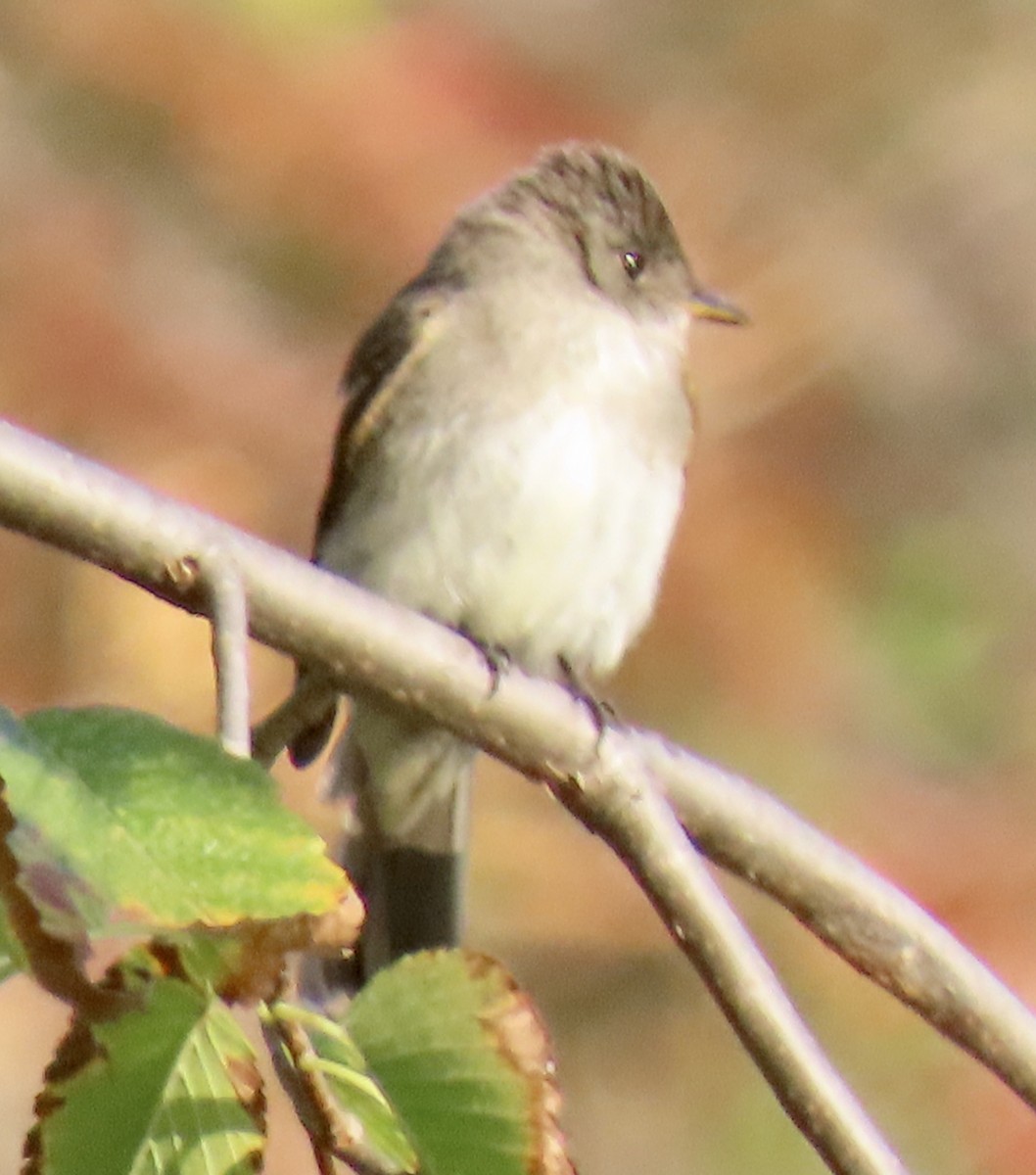 Eastern Wood-Pewee - ML269907331