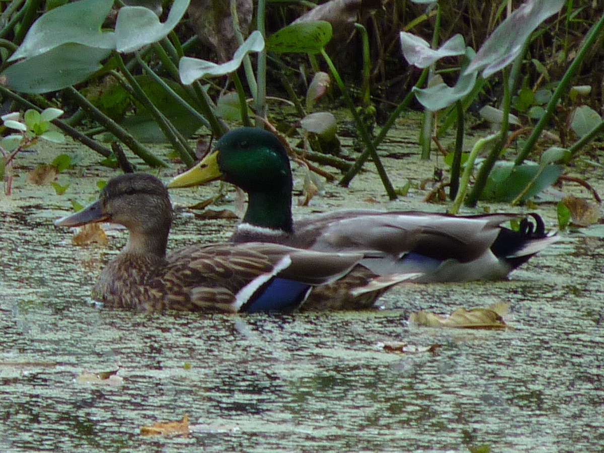 Зэрлэг нугас - ML269908441