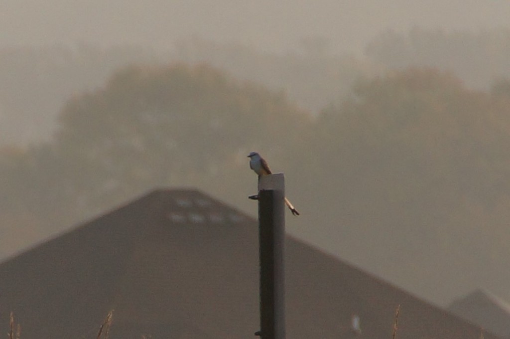 Scissor-tailed Flycatcher - ML269909311