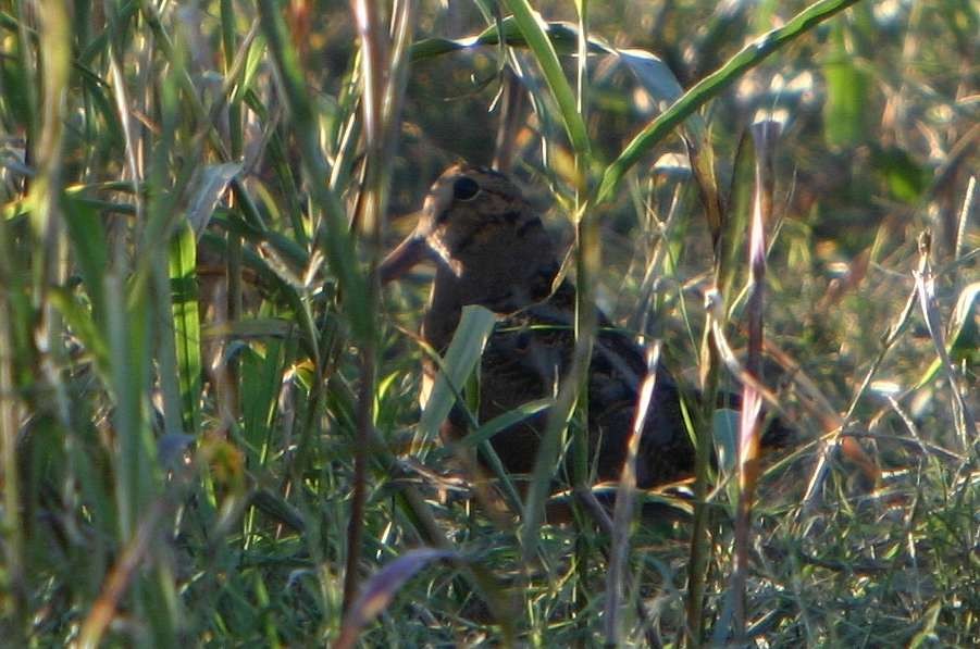 American Woodcock - Eric Carpenter