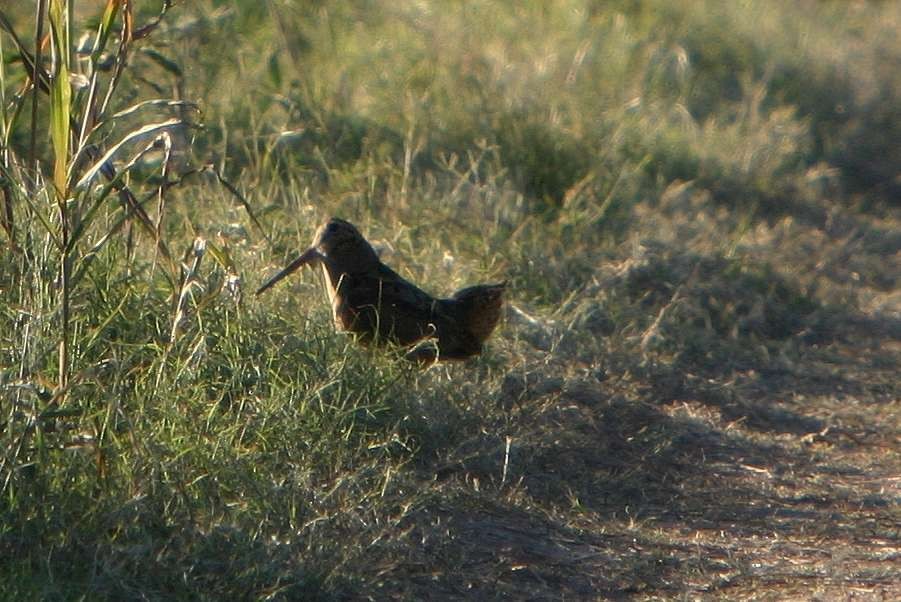 American Woodcock - Eric Carpenter