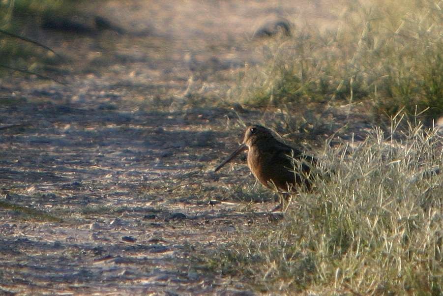 American Woodcock - Eric Carpenter