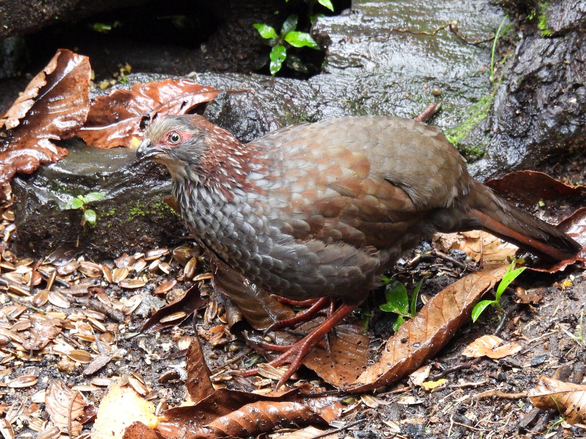 Buffy-crowned Wood-Partridge - Carlos Ulate