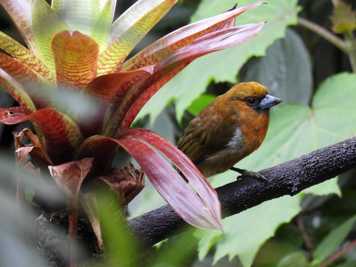 Prong-billed Barbet - Carlos Ulate