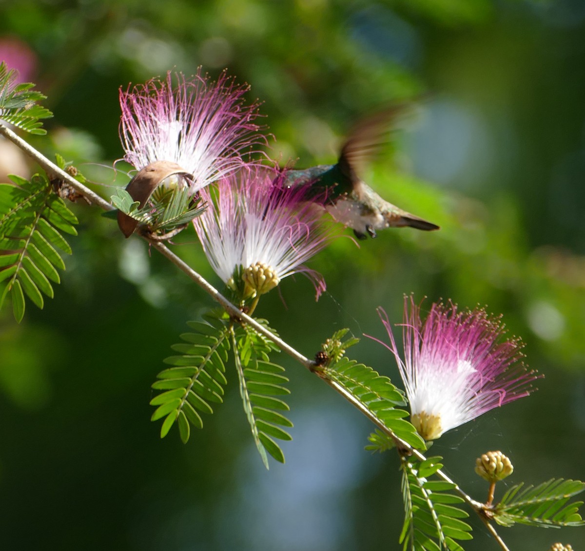 Snowy-bellied Hummingbird - ML269916901