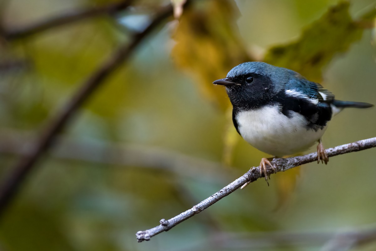 Black-throated Blue Warbler - Ryan Douglas