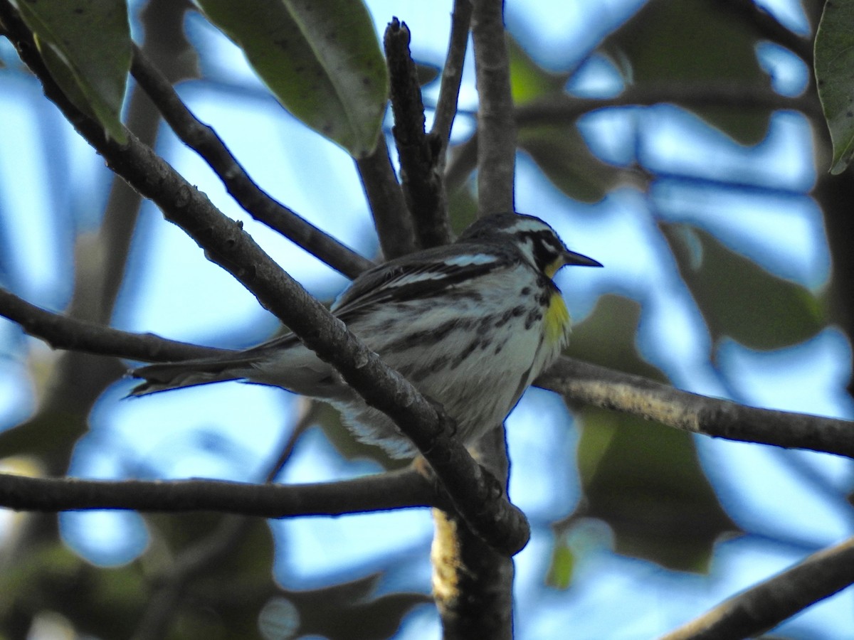 Yellow-throated Warbler - ML269917541