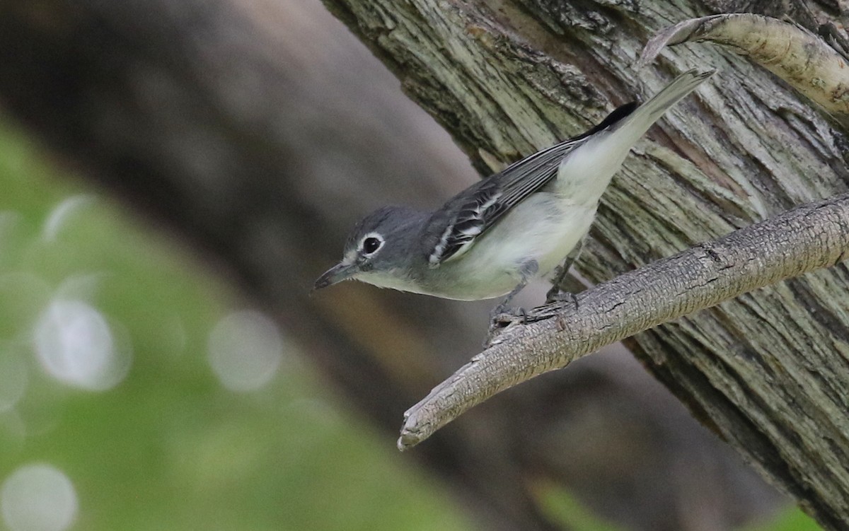 Plumbeous Vireo - ML269918351