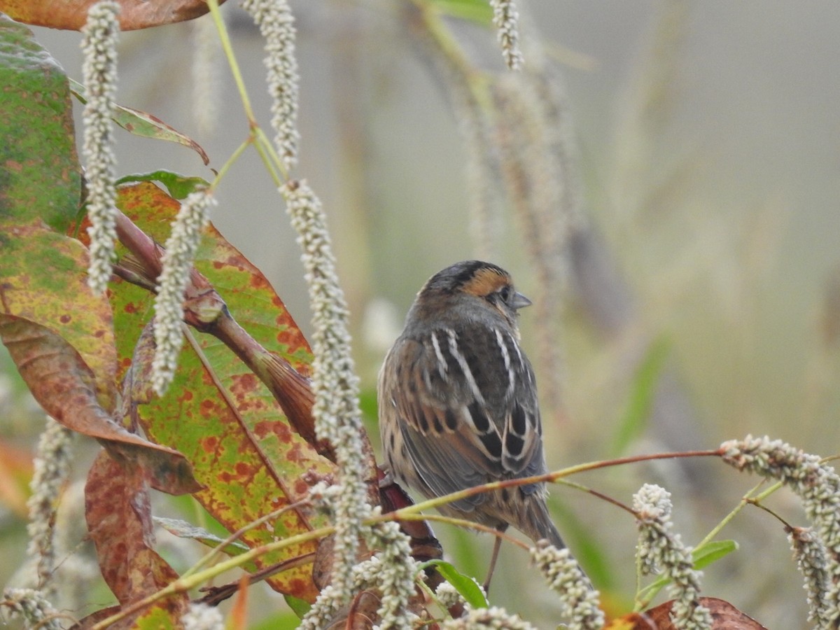 Nelson's Sparrow - ML269918741