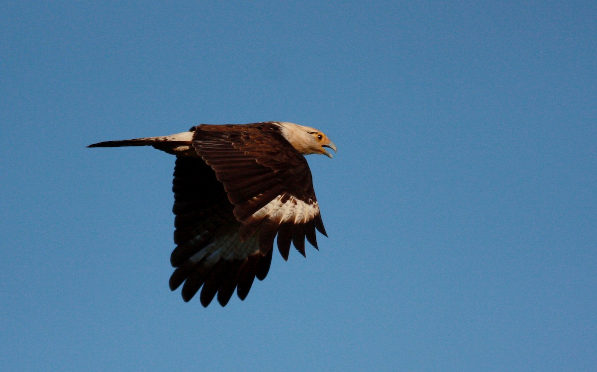 Caracara Chimachima - ML26991961