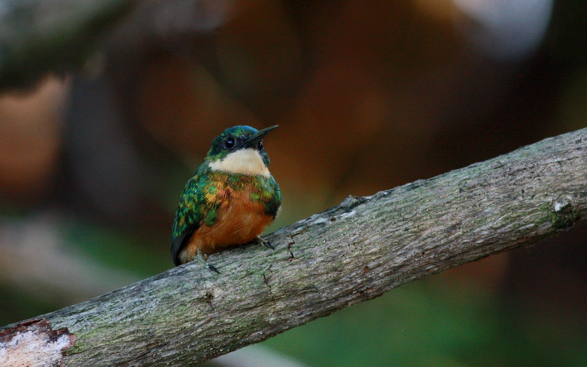 Rufous-tailed Jacamar (Rufous-tailed) - ML26992001