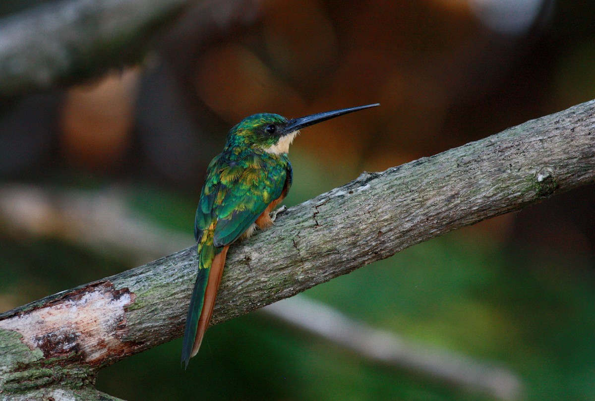 Rufous-tailed Jacamar (Rufous-tailed) - ML26992031