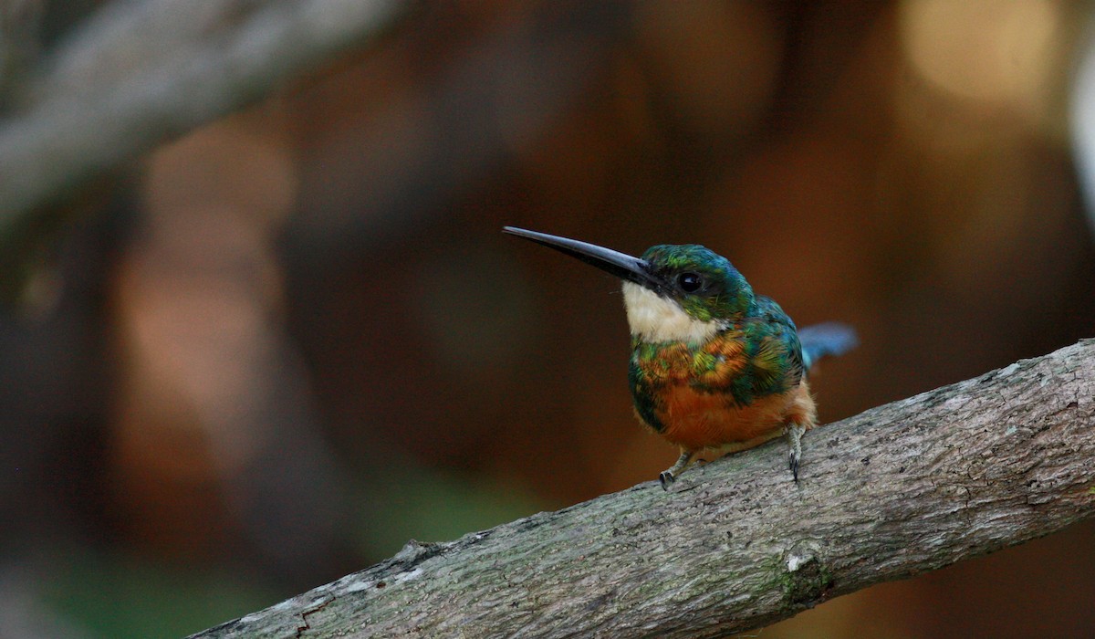 Rufous-tailed Jacamar (Rufous-tailed) - ML26992051