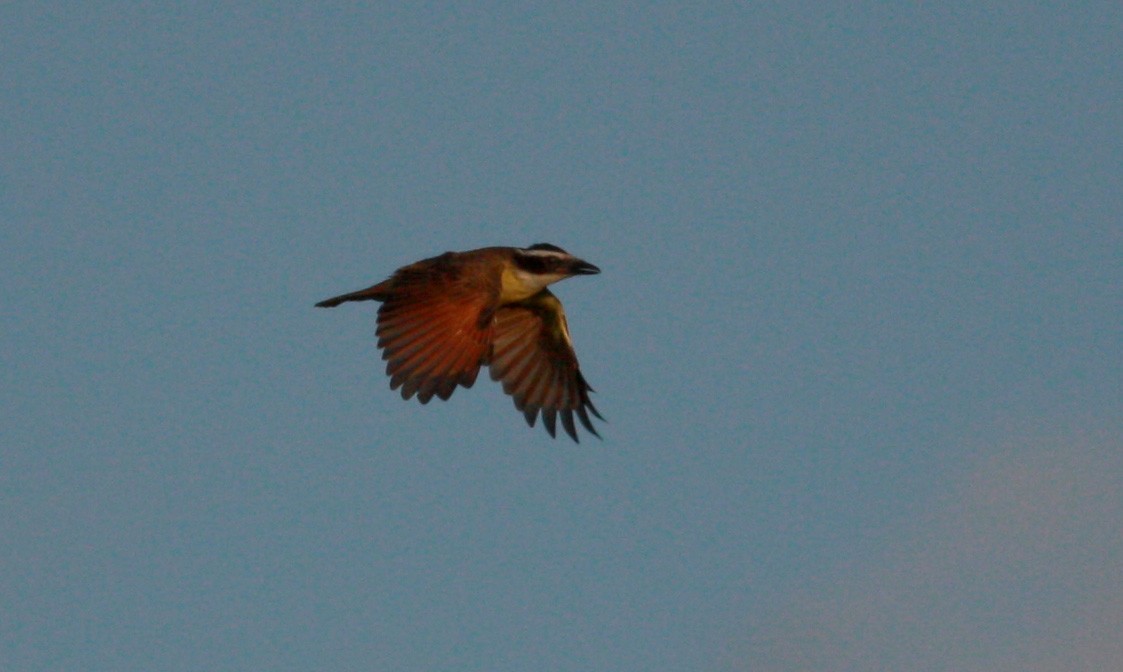 Great Kiskadee - ML26992081