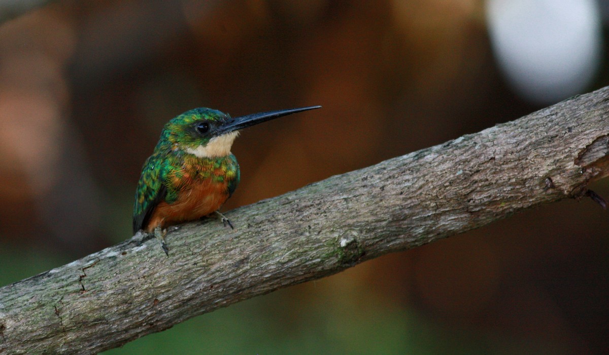 Rufous-tailed Jacamar (Rufous-tailed) - ML26992151