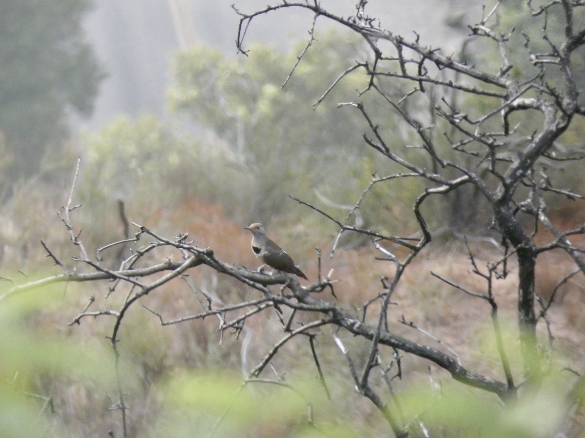 Northern Flicker (Red-shafted) - ML269921741