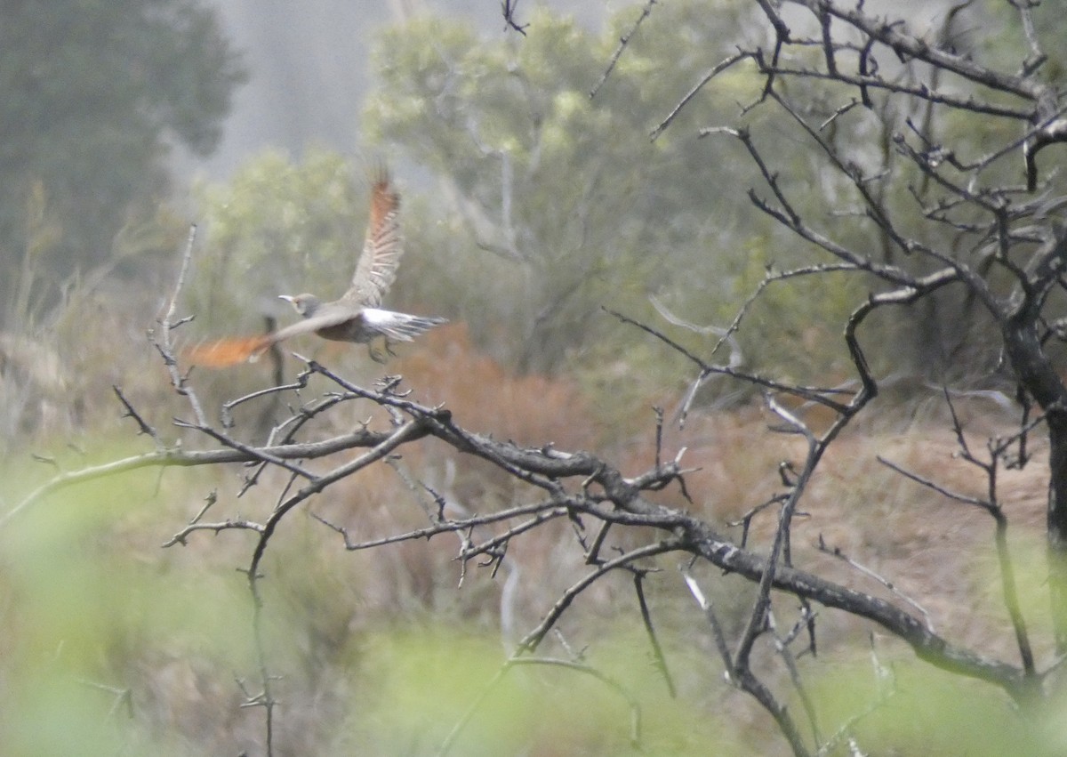 Northern Flicker (Red-shafted) - John Callender