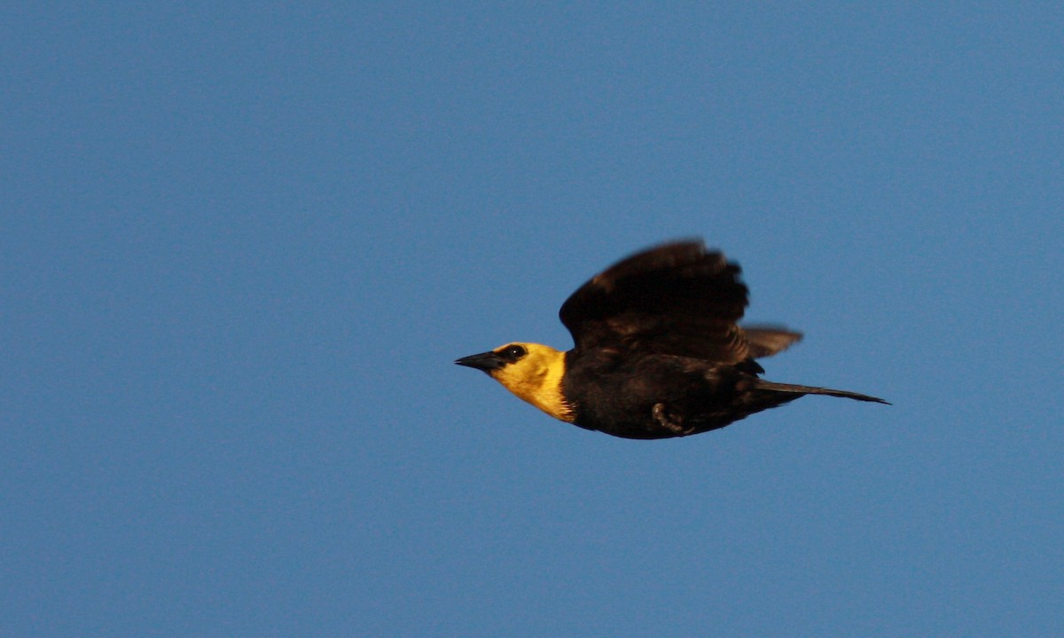 Yellow-hooded Blackbird - ML26992221