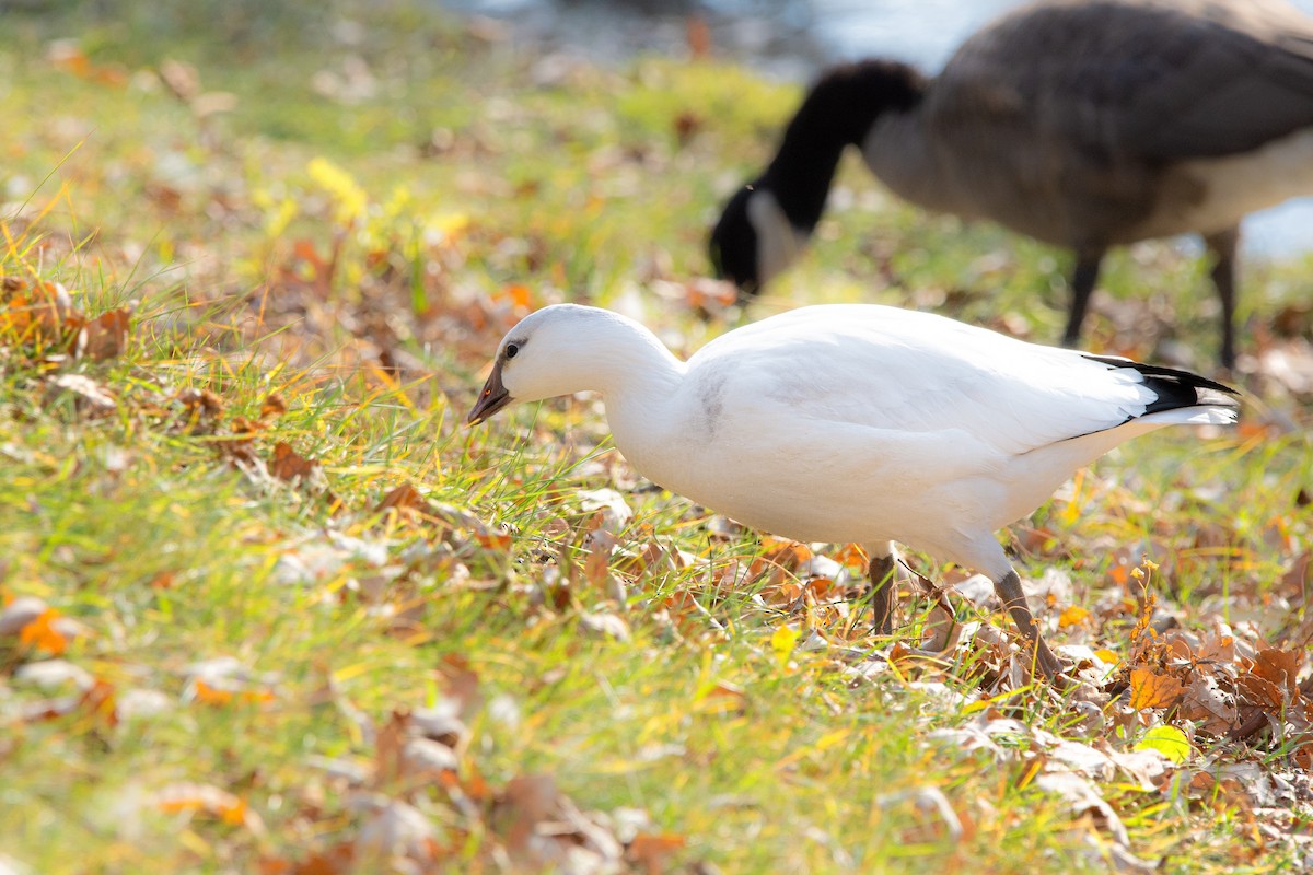 Ross's Goose - ML269922231