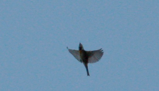 Dickcissel - ML26992251