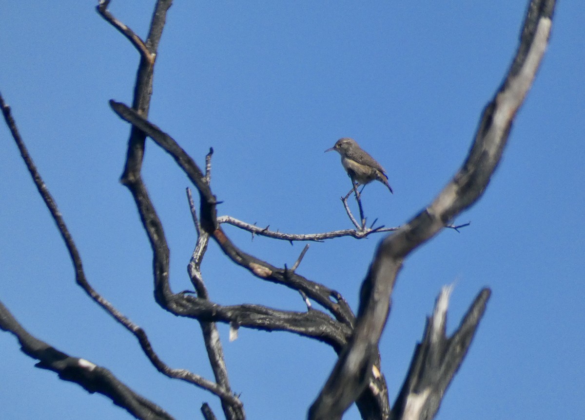 Rock Wren - John Callender