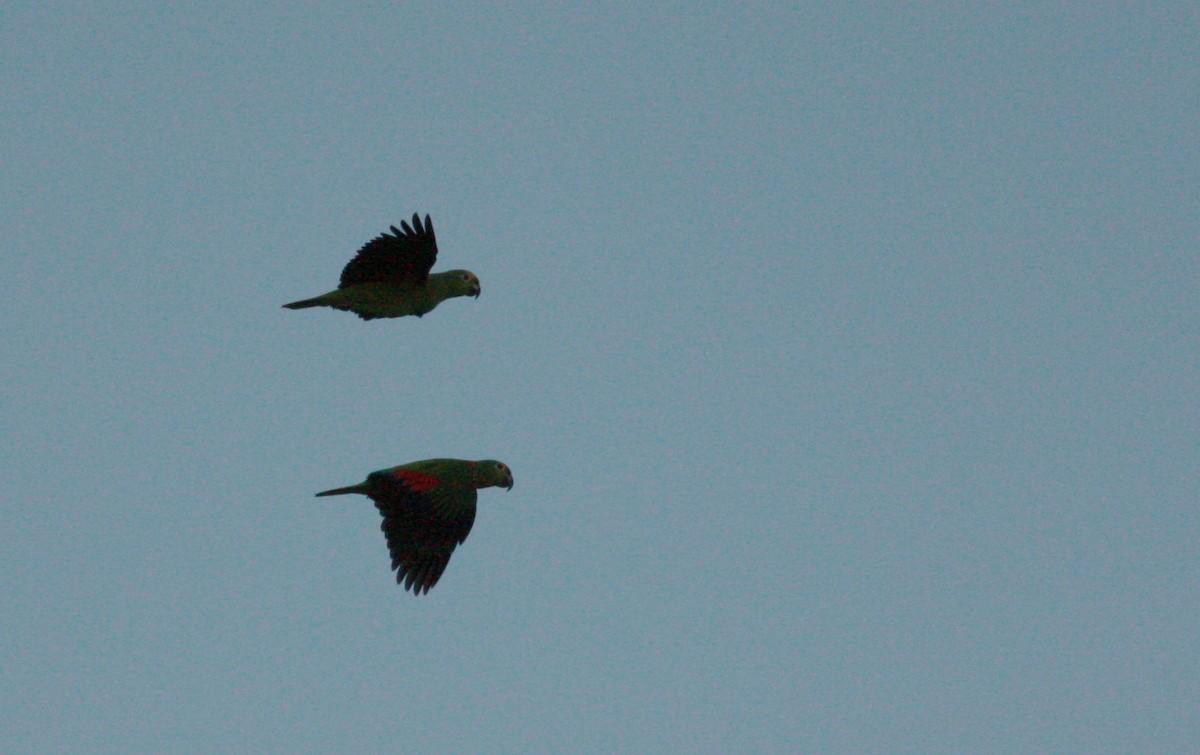 Yellow-crowned Parrot - ML26992291