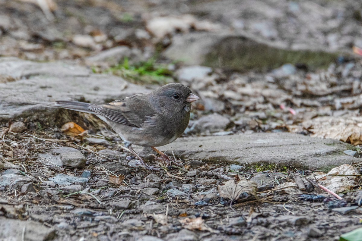 Dark-eyed Junco - ML269922931