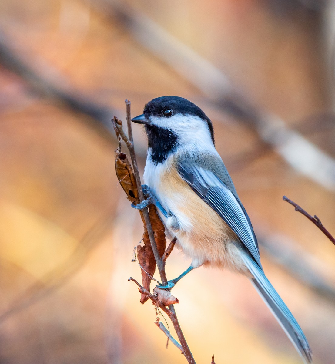 Black-capped Chickadee - ML269923051