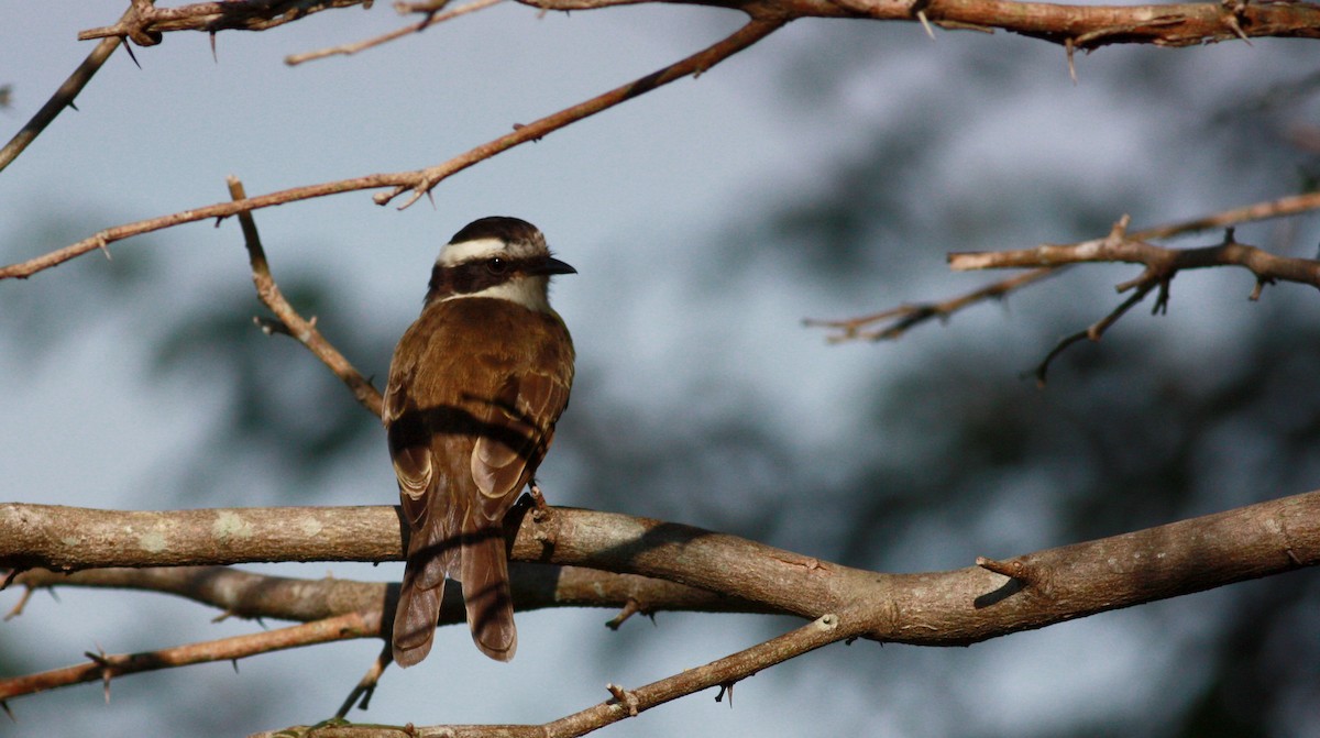 White-bearded Flycatcher - ML26992391