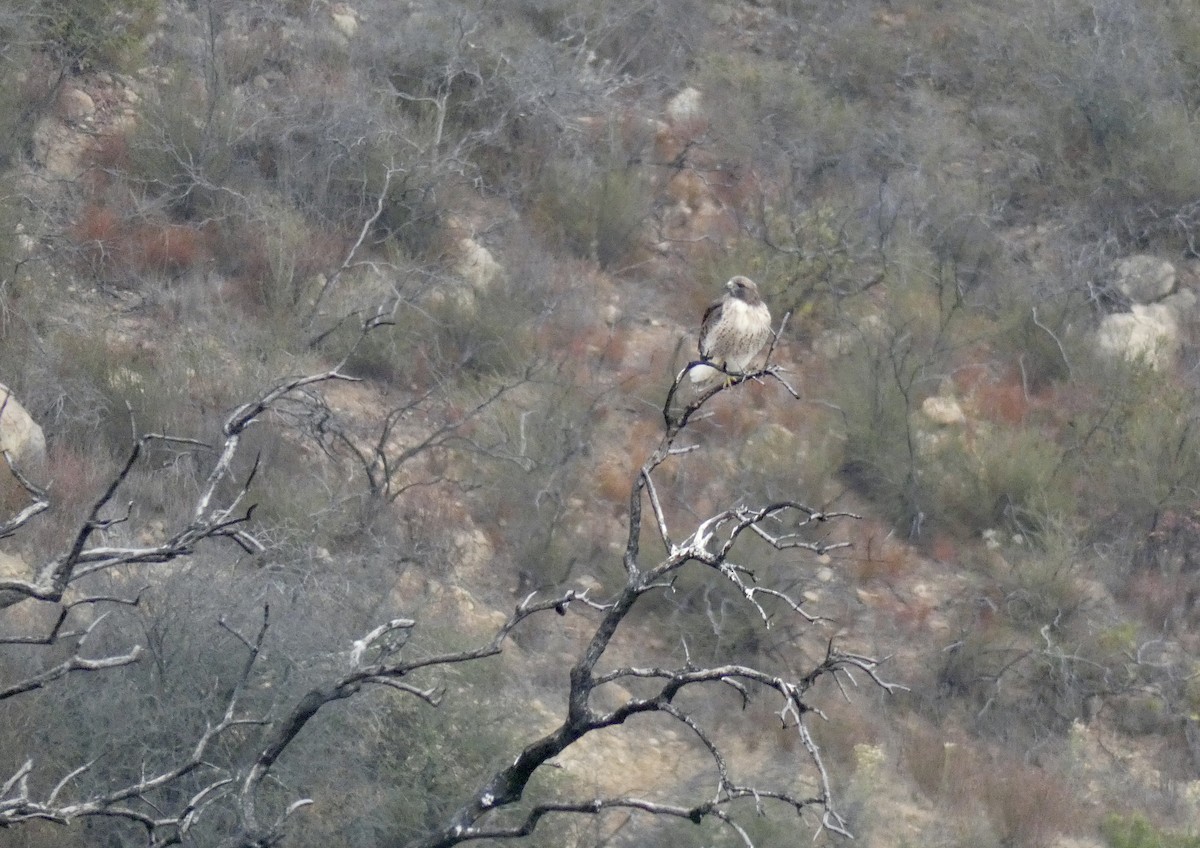 Red-tailed Hawk - John Callender